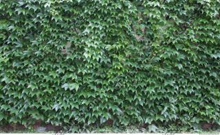 Photo Texture of Wall Ivy 0002